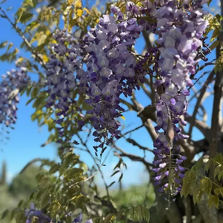Tenuta Il Rifugio Buriano (Grosseto)